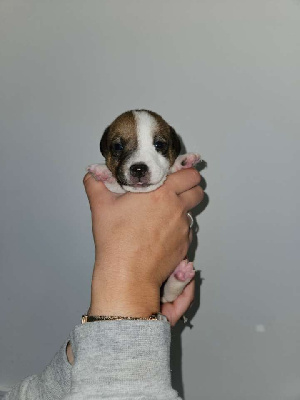 Les chiots de Jack Russell Terrier