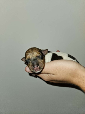 Les chiots de Jack Russell Terrier