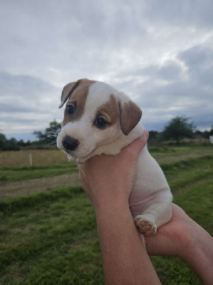 Les chiots de Jack Russell Terrier