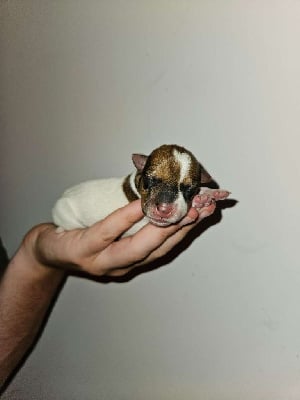 Les chiots de Jack Russell Terrier