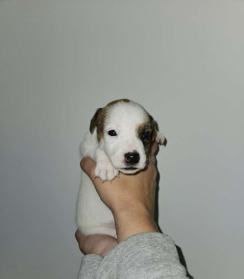 Les chiots de Jack Russell Terrier