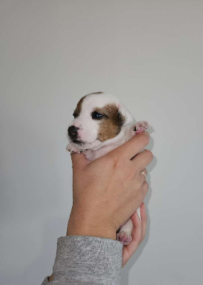 Les chiots de Jack Russell Terrier