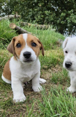 Les chiots de Jack Russell Terrier