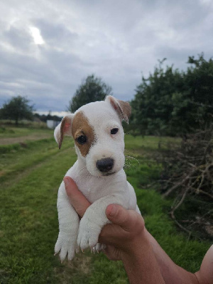 Les chiots de Jack Russell Terrier