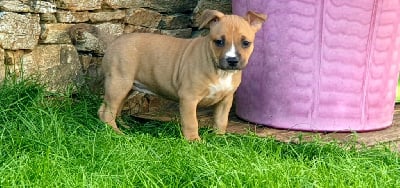 Les chiots de American Staffordshire Terrier