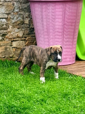 Les chiots de American Staffordshire Terrier