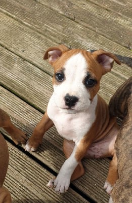 Les chiots de American Staffordshire Terrier