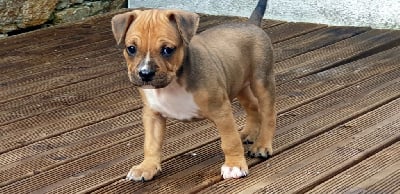 Les chiots de American Staffordshire Terrier