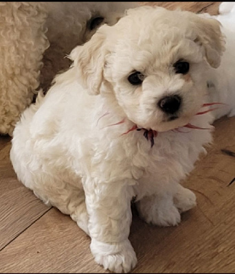 Les chiots de Bichon Frise