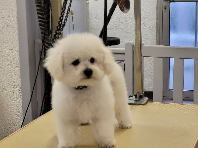 Les chiots de Bichon Frise