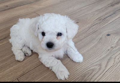 Les chiots de Bichon Frise