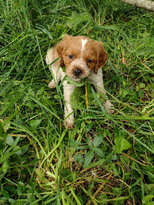 Les chiots de Epagneul Breton