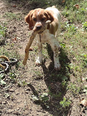 Les chiots de Epagneul Breton