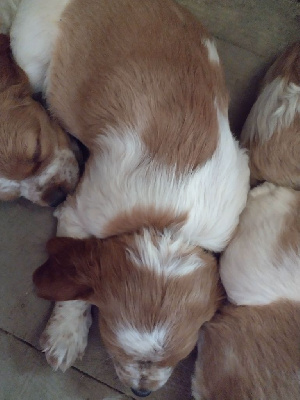 Les chiots de Epagneul Breton