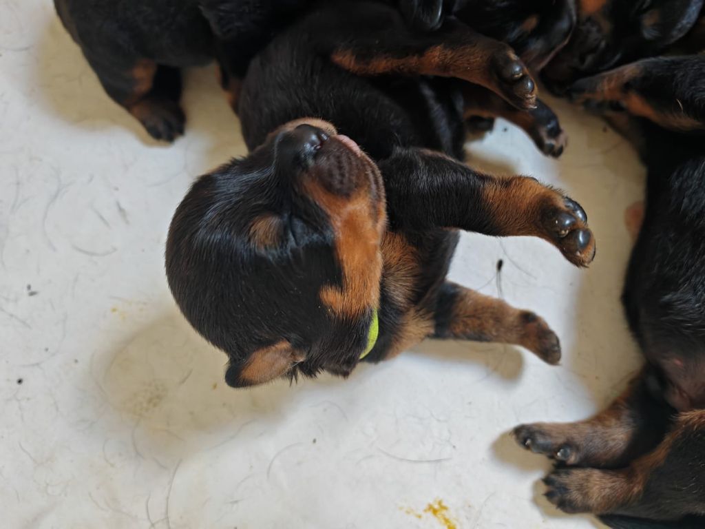 Collier Vert - Rottweiler