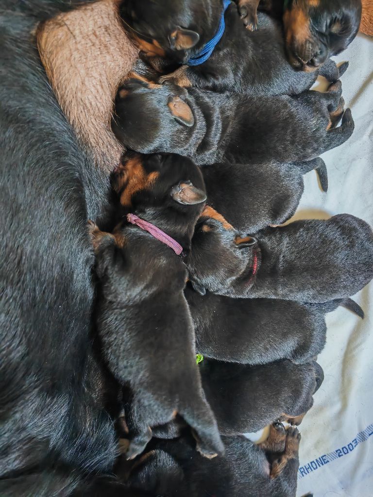 Collier violet - Rottweiler