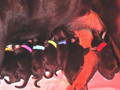 Les chiots de Rottweiler