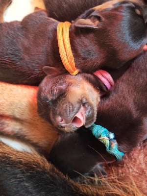 Les chiots de Rottweiler