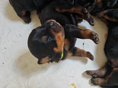 Collier Vert - Rottweiler