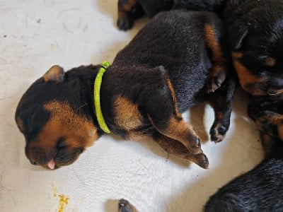 Collier Vert clair - Rottweiler