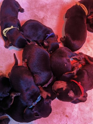 Les chiots de Rottweiler