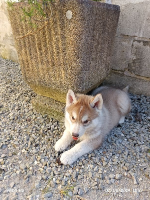 Les chiots de Siberian Husky