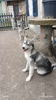 Les chiots de Siberian Husky