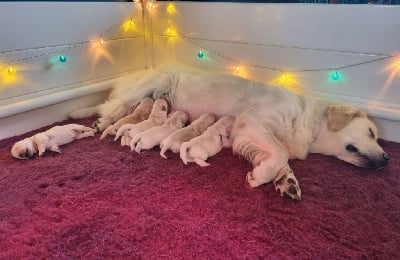 Les chiots de Golden Retriever