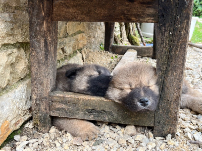 Les chiots de Eurasier