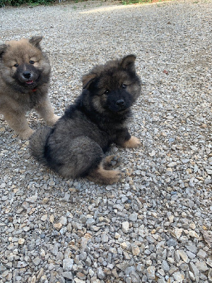 Les chiots de Eurasier