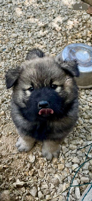 Les chiots de Eurasier