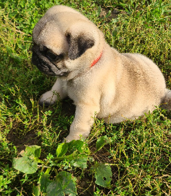 Les chiots de Carlin