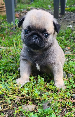 Les chiots de Carlin