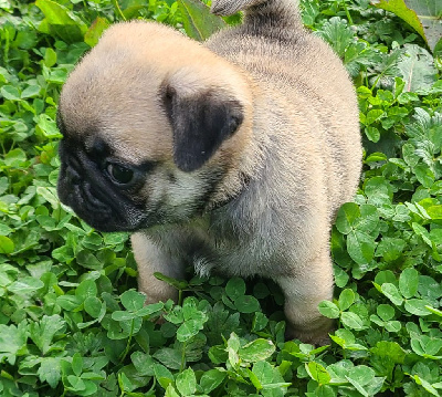 Les chiots de Carlin