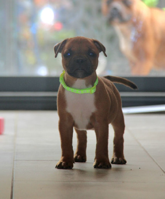 Les chiots de Staffordshire Bull Terrier