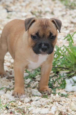 Les chiots de Staffordshire Bull Terrier