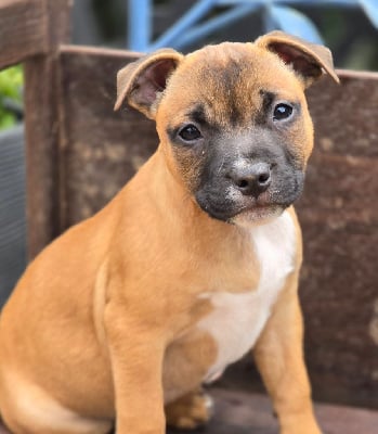 Les chiots de Staffordshire Bull Terrier