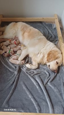 Les chiots de Golden Retriever