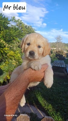 Les chiots de Golden Retriever