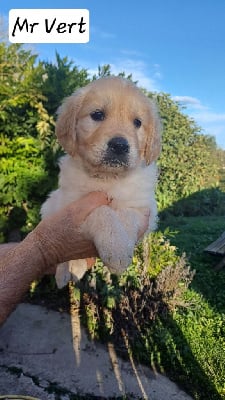 Les chiots de Golden Retriever