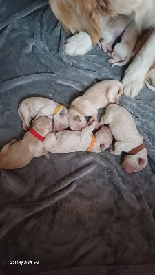 Les chiots de Golden Retriever