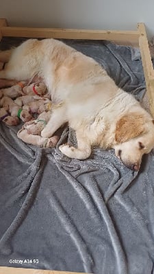 Les chiots de Golden Retriever