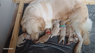 Les chiots de Golden Retriever