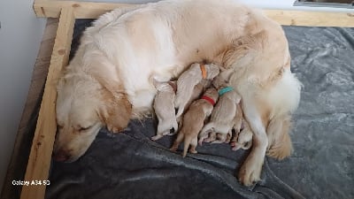 Les chiots de Golden Retriever