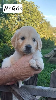 Les chiots de Golden Retriever