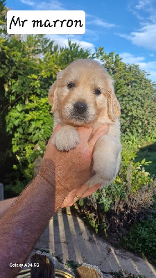 Les chiots de Golden Retriever