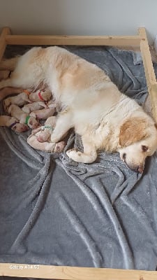 Les chiots de Golden Retriever