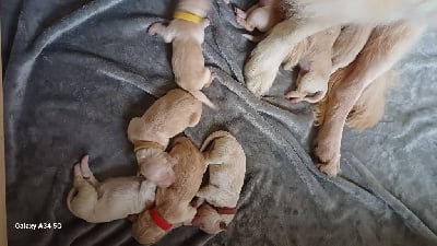 Les chiots de Golden Retriever