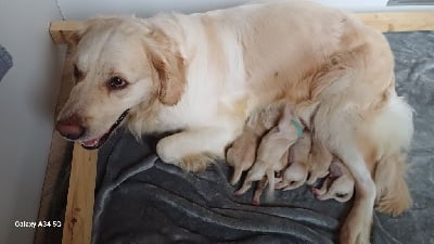 Les chiots de Golden Retriever