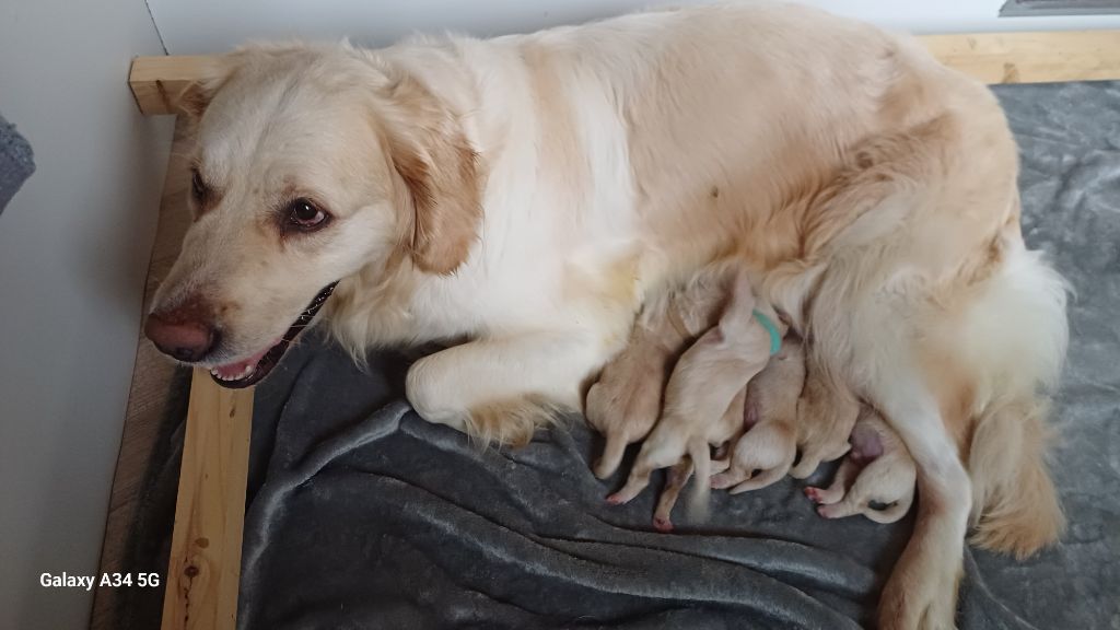 CHIOT - Golden Retriever